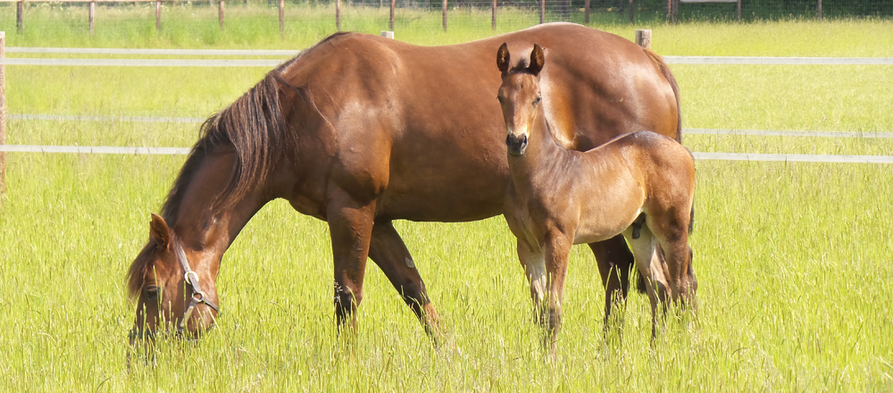 mare and foal